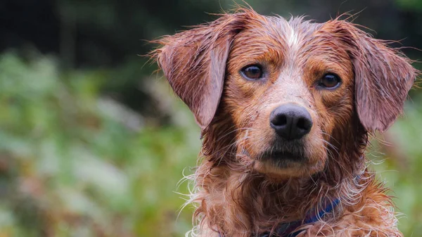 Brittany spaniel, portre ormandaki bir çalıştır sonra
