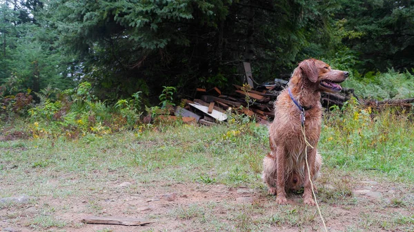 Brittany spaniel, portre ormandaki bir çalıştır sonra