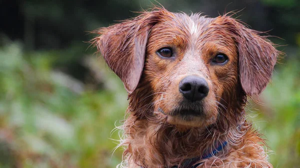 Brittany spaniel, portre ormandaki bir çalıştır sonra