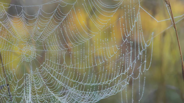 Spider web in the morning - Water drops Royalty Free Stock Images