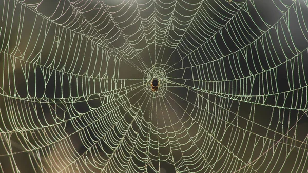 Pavučina v noci - kapky vody Stock Fotografie