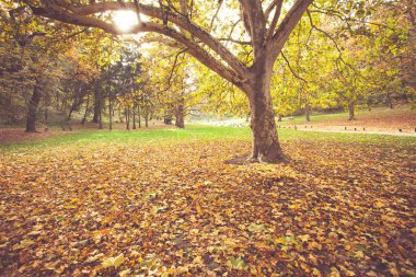 sonbahar park peyzaj 