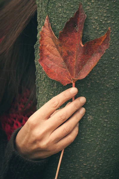 Жінка рука з листям на дереві — стокове фото
