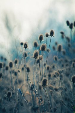 dry thistle in winter autumn  field clipart