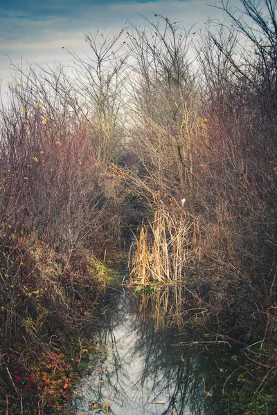 Cane and branches in the water channel — Stock Photo, Image