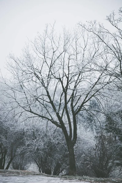 tree  covered with frost