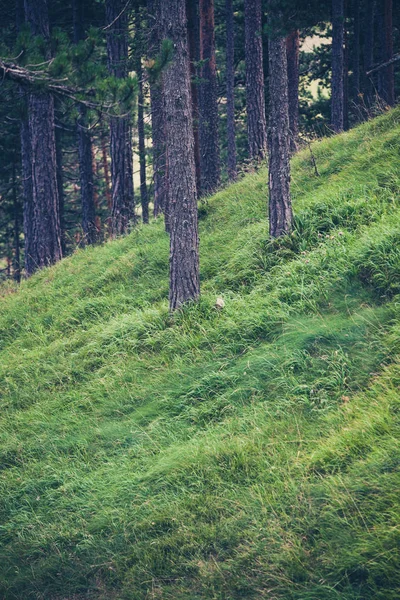 Grama verde na floresta sempre verde — Fotografia de Stock