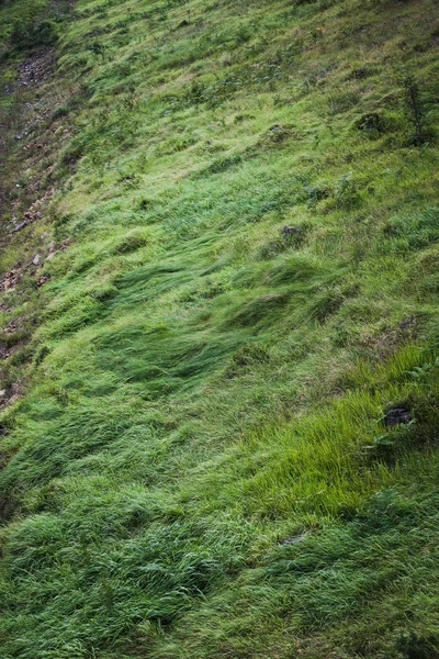 Grama verde fresco no fundo da montanha — Fotografia de Stock