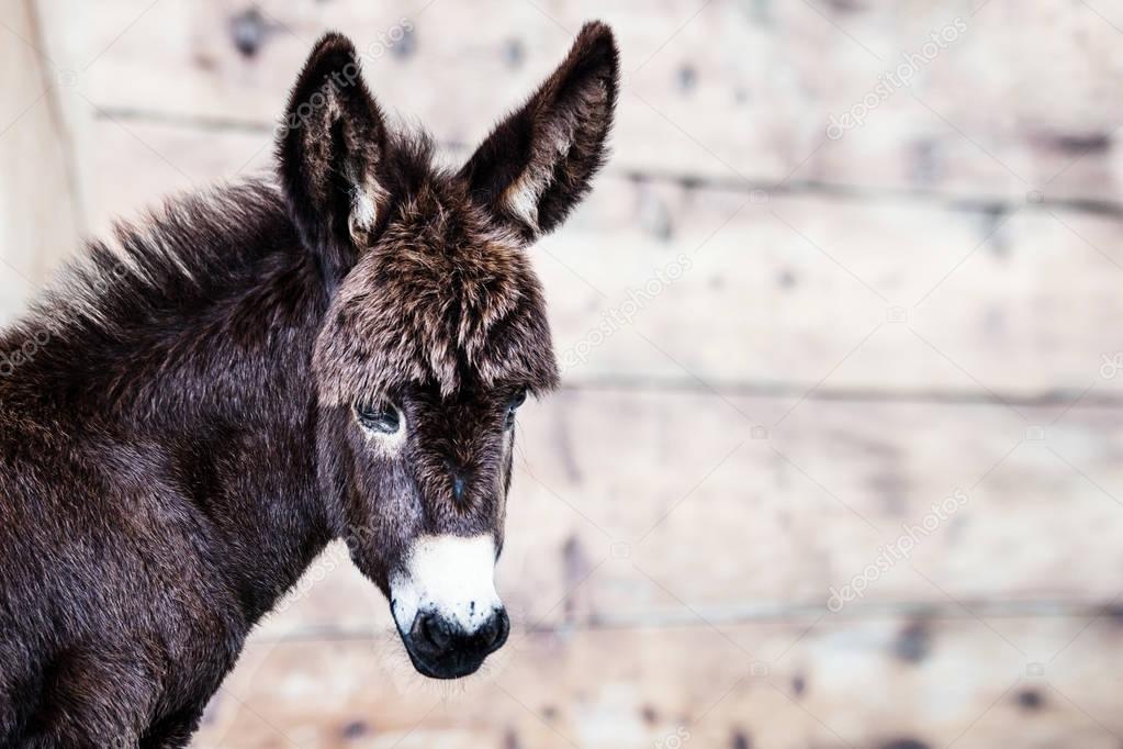 baby donkey portrait outdoor at farm 