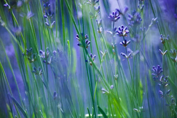 Closeup of lavender flowers background — Stock Photo, Image