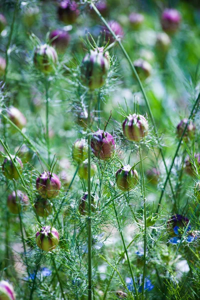 Déchiqueté dame plante gros plan fond médecine naturelle — Photo