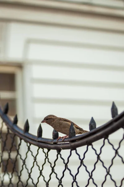 Little sparrow stand op fance in de stad — Stockfoto