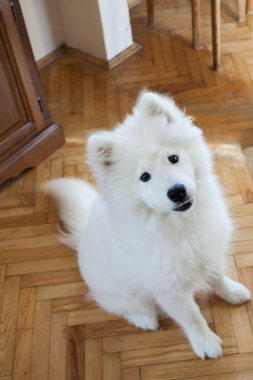 köpek evinde kapalı Samoyed 