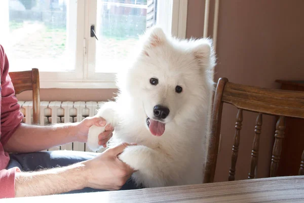 Young man play with his puppy Samoyed indoor — Stock Photo, Image