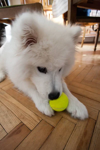 Lindo cachorro samoyed interior jugar con pelota de tenis — Foto de Stock