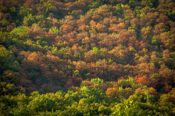 Дерева на фоні літніх кольорів — стокове фото