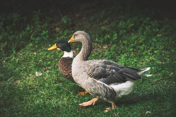 Pár kachen na trávě na farmě letní den — Stock fotografie