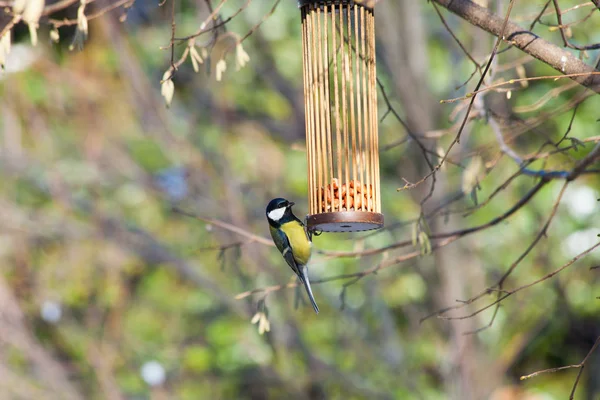 Grands seins sur oiseau mangeur sur arbre hiver — Photo