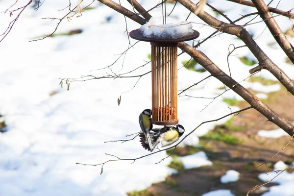 Great tits on bird feeders on tree winter time — Stock Photo, Image