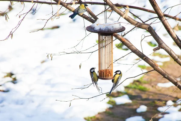 Grote tieten op vogelvoeders op boom wintertijd — Stockfoto