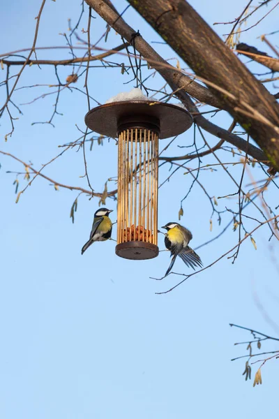 Великі цицьки на годівниці для птахів на дереві зимовий час — стокове фото