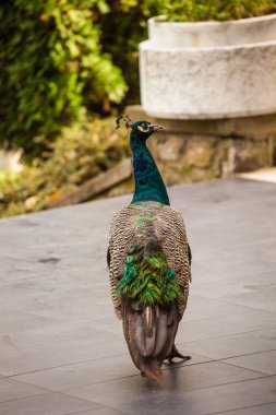 Güzel erkek tavus kuşu veranda bahçesinde yürüyor.