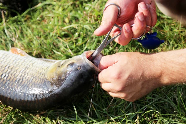 Pêche sur poisson frit — Photo