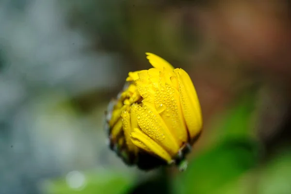 Fotografiado con la lente macro . —  Fotos de Stock