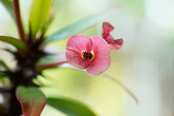 Bloemen van een bloem — Stockfoto