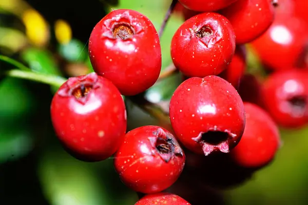 Bloem gefotografeerd met de macrolens. — Stockfoto