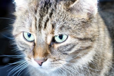 Cat Fotoselli fotoğraflandı