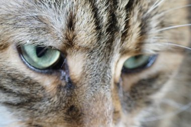 Cat Fotoselli fotoğraflandı