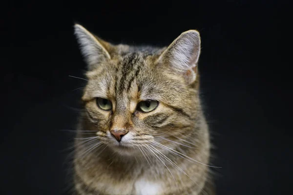 Chat Photographié Dans Photocellule — Photo