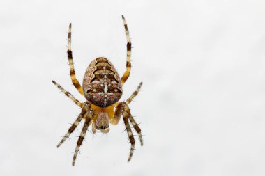 Örümcekler bir sınıf Artropodların, yüz binden fazla bilinen türler vardır