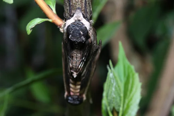 Falena Natura Durante Accoppiamento Con Lente Macro Scansionata — Foto Stock