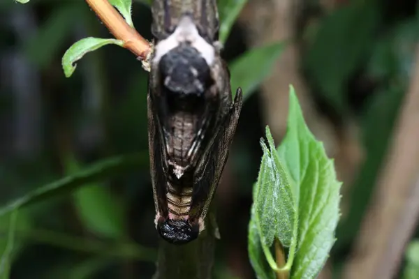 Vlinder Het Wild Tijdens Paring Met Macrolens Gescand — Stockfoto