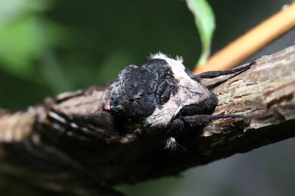 Falena Natura Durante Accoppiamento Con Lente Macro Scansionata — Foto Stock