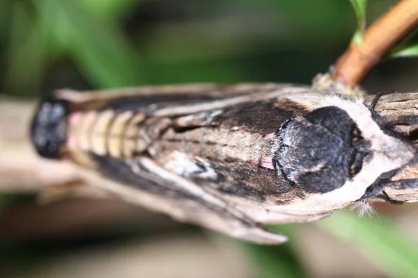 Moth Wild Mating Macro Lens Scanned — Stock Photo, Image