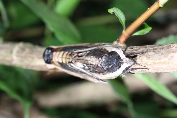 Vlinder Het Wild Tijdens Paring Met Macrolens Gescand — Stockfoto