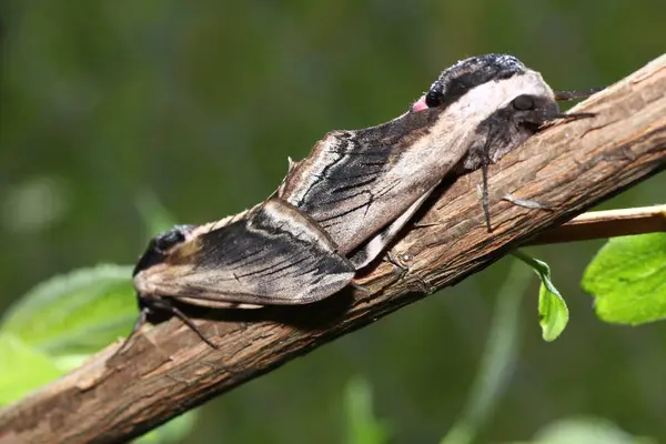 Můra Přírodě Během Páření Makro Objektivem Který Snímán — Stock fotografie