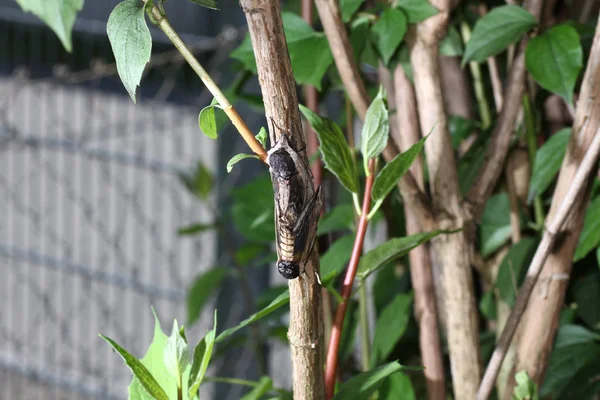 Polilla Estado Salvaje Durante Apareamiento Con Lente Macro Escaneada — Foto de Stock