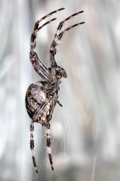The spiders are a class of arthropods, there are more than a hundred thousand known species