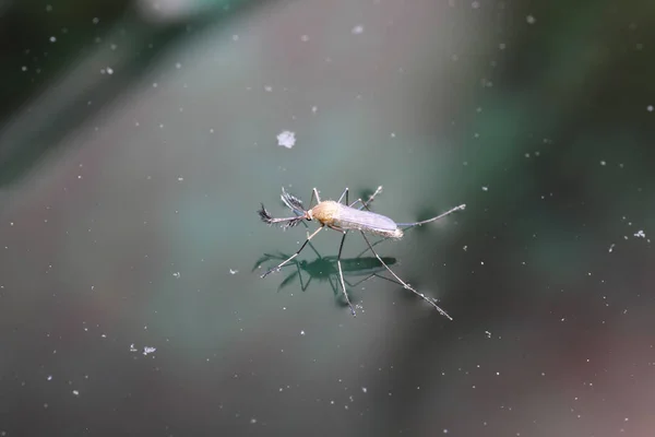Mosquitos São Insetos Vivem Água Até Eclodirem Depois Picarem — Fotografia de Stock
