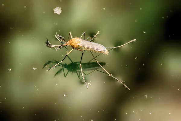 Mosquitoes are insects and live in the water until they hatch and then sting