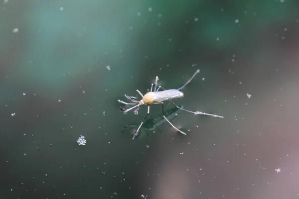 Mücken Sind Insekten Und Leben Wasser Bis Sie Schlüpfen Und — Stockfoto