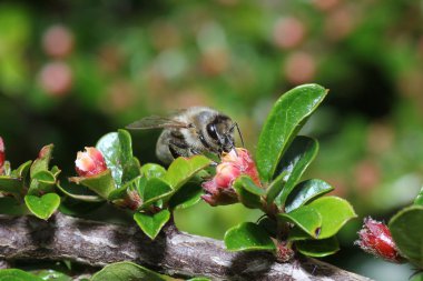 Vahşi arılar bal arısı dışında süper tüm arı türü bulunmaktadır