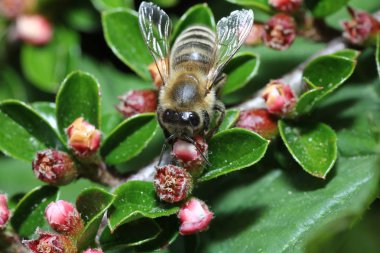 Vahşi arılar bal arısı dışında süper tüm arı türü bulunmaktadır