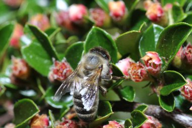 Vahşi arılar bal arısı dışında süper tüm arı türü bulunmaktadır