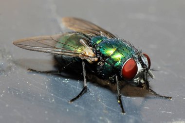 Sineğin iki kanatlı kuşunun iki astı var.