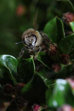 Vahşi arılar bal arısı dışında süper tüm arı türü bulunmaktadır